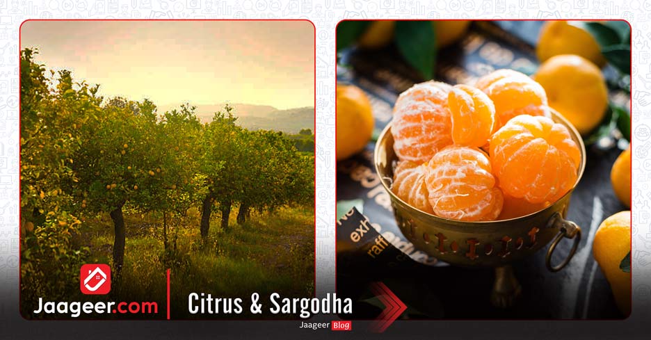 Citrus  Sargodha