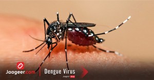 Dengue Virus