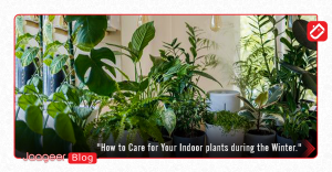How to Care for Your Indoor plants during the winter