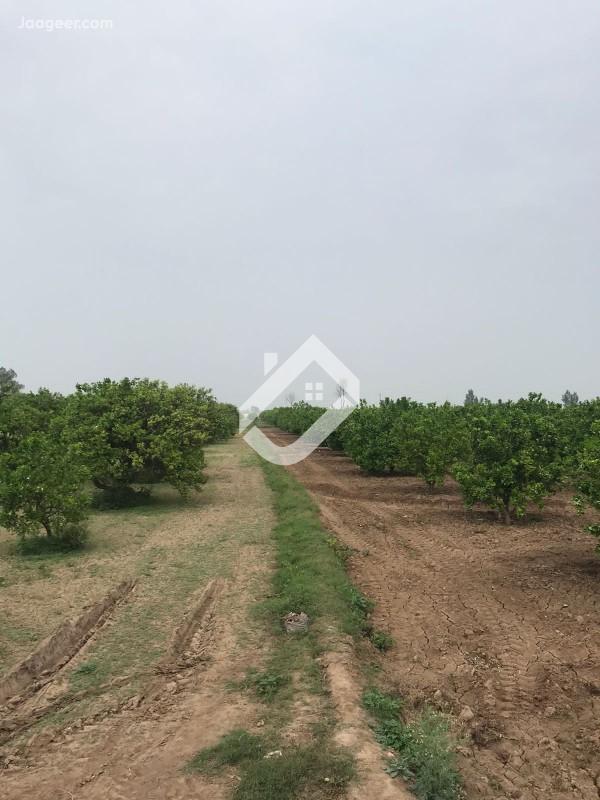 View  10 Acre Agricultural Land For Sale At Main Road Dharema Chak No 02 N.B in Dhrema, Sargodha
