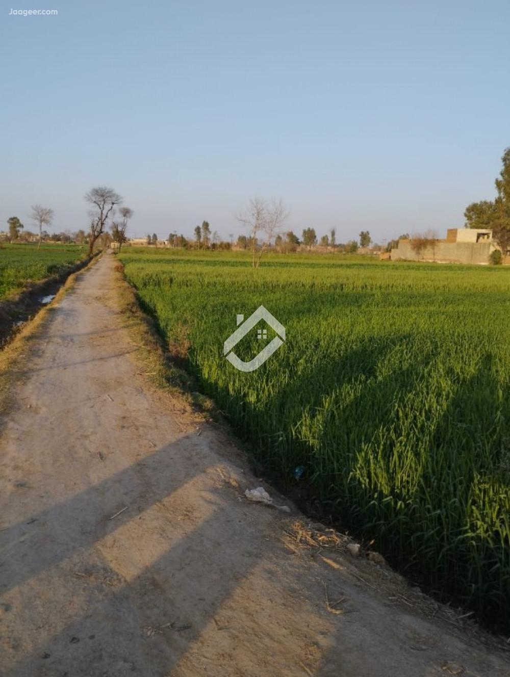 12 kanal Agricultural Land  For Sale In Choky Bhaghat Sargodha Road 23 Chak