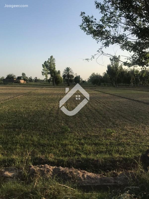 View  2 Acre Agricultural Land For Sale In Jhal Chakian Chak No 54 N.B in Jhal Chakian, Sargodha