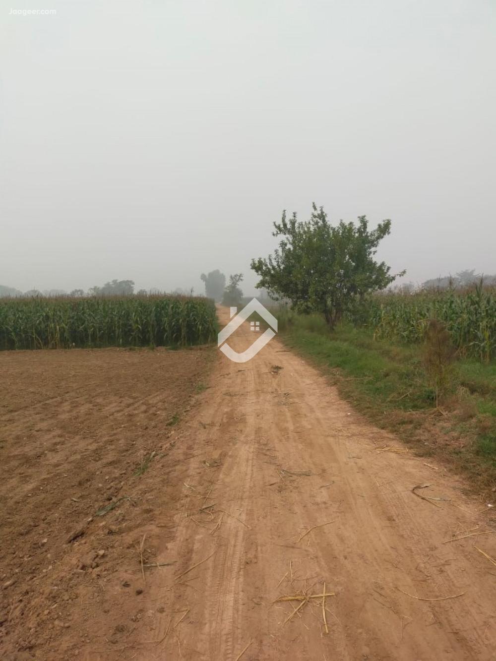 55 Kanal Agricultural Land For Sale In Chak No 34 S.B in Chak No 34 S.B, Sargodha